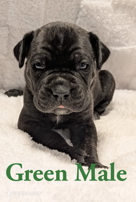 Green – Cane Corso puppy for sale in Schell City, MO