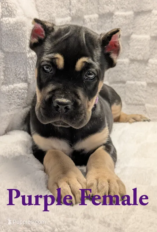 Purple  – Cane Corso puppy for sale in Schell City, MO