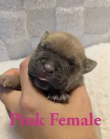 Pink , a female Cane Corso for sale in Schell City, MO – 3 of 8