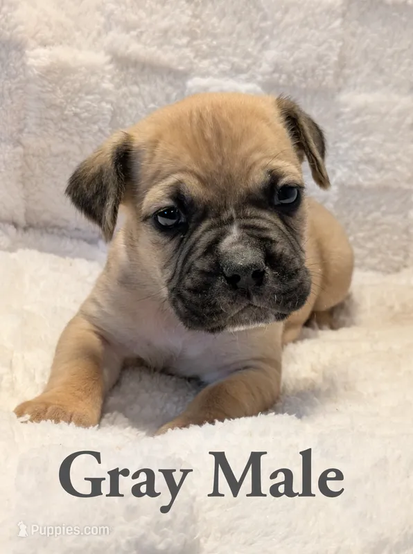 Gray  – Cane Corso puppy for sale in Schell City, MO