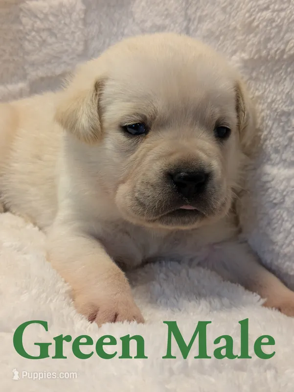 Green  – Cane Corso puppy for sale in Schell City, MO