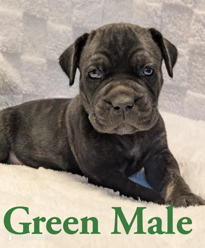Green – Cane Corso puppy for sale in Schell City, MO