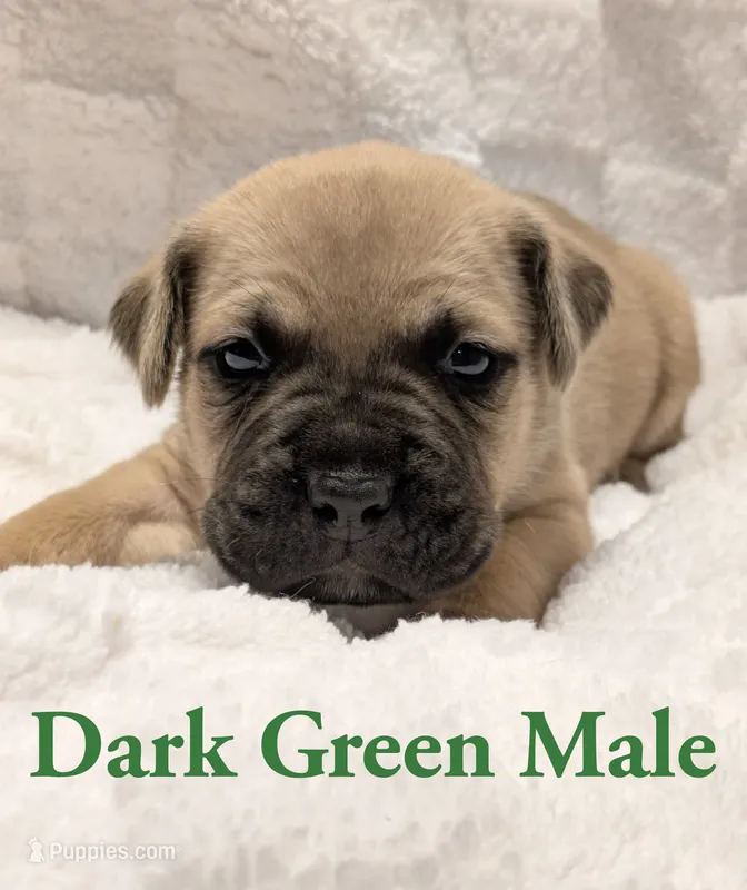 Dark Green – Cane Corso puppy for sale in Schell City, MO