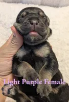 Light Purple , a female Cane Corso for sale in Schell City, MO – 4 of 8