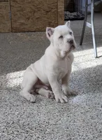 Orange, a male Cane Corso for sale in Schell City, MO – Photo 2 of 7