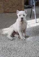 Orange, a male Cane Corso for sale in Schell City, MO – Photo 3 of 7