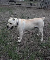 Orange, a male Cane Corso for sale in Schell City, MO – Photo 5 of 7