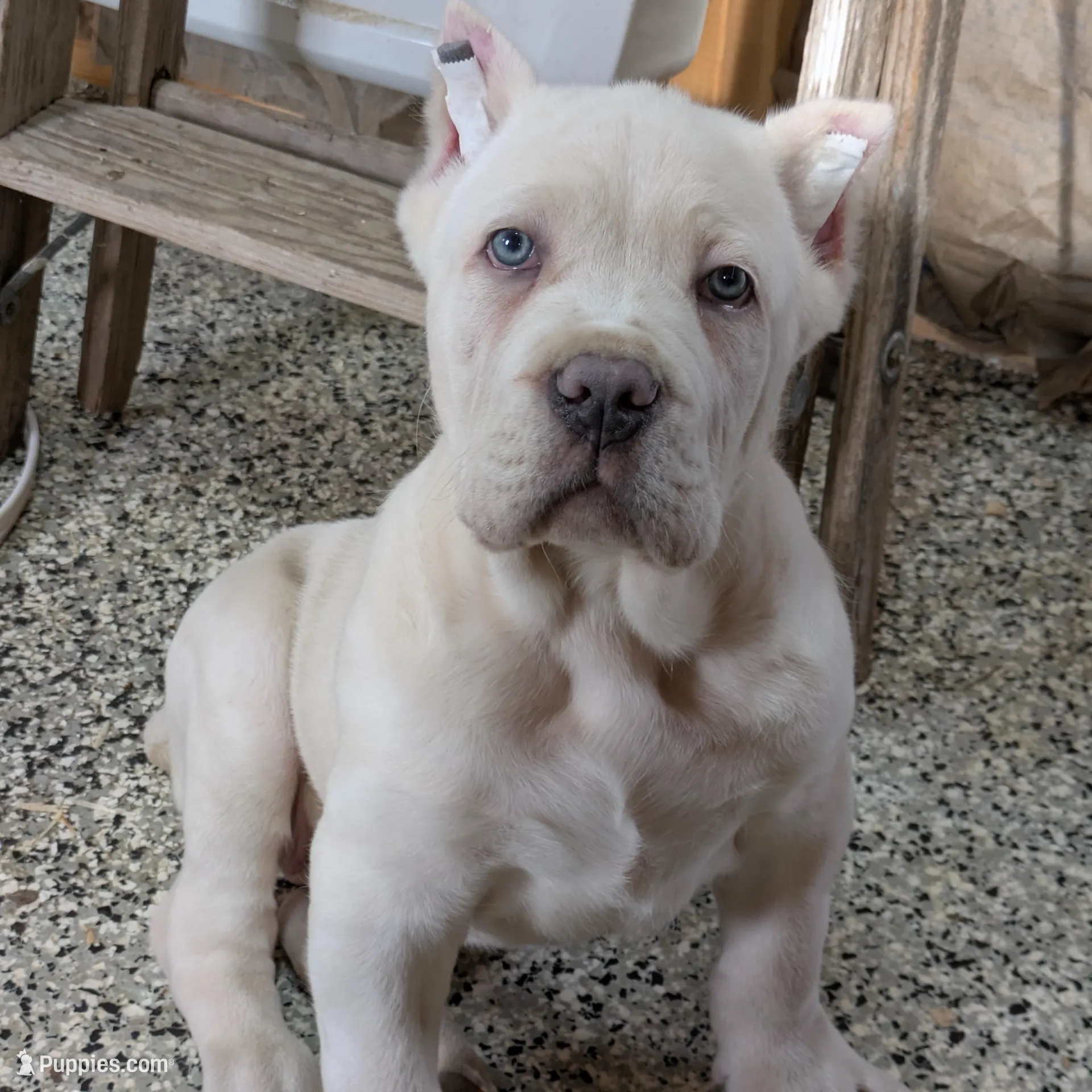 Orange – Cane Corso puppy for sale in Schell City, MO