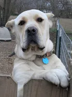 Orange, a male Cane Corso for sale in Schell City, MO – Photo 7 of 7