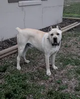 Orange, a male Cane Corso for sale in Schell City, MO – Photo 4 of 7