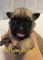 Yellow, a female Cane Corso for sale in Schell City, MO – 2 of 8