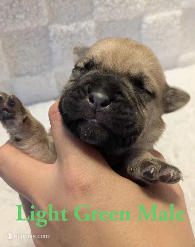 Light Green – Cane Corso puppy for sale in Schell City, MO