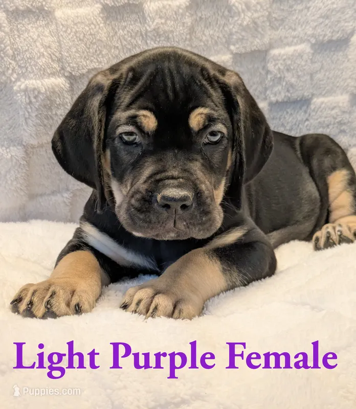 Light Purple  – Cane Corso puppy for sale in Schell City, MO