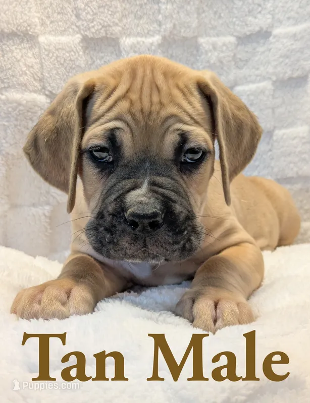 Tan – Cane Corso puppy for sale in Schell City, MO
