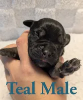 Teal, a male Cane Corso for sale in Schell City, MO – 2 of 8
