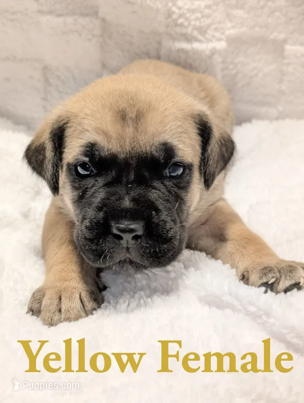Yellow – Cane Corso puppy for sale in Schell City, MO