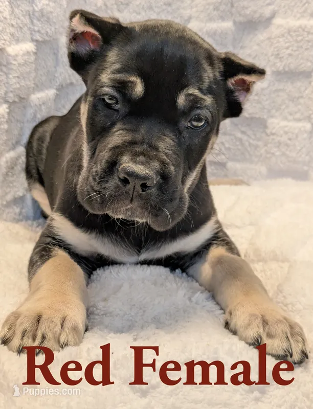 Red – Cane Corso puppy for sale in Schell City, MO