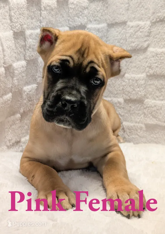Dark Pink  – Cane Corso puppy for sale in Schell City, MO