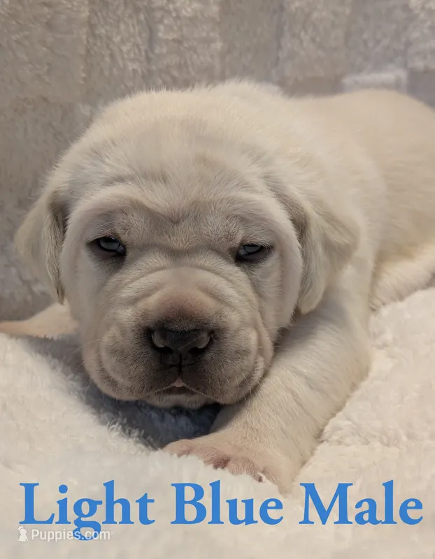 Light Blue  – Cane Corso puppy for sale in Schell City, MO