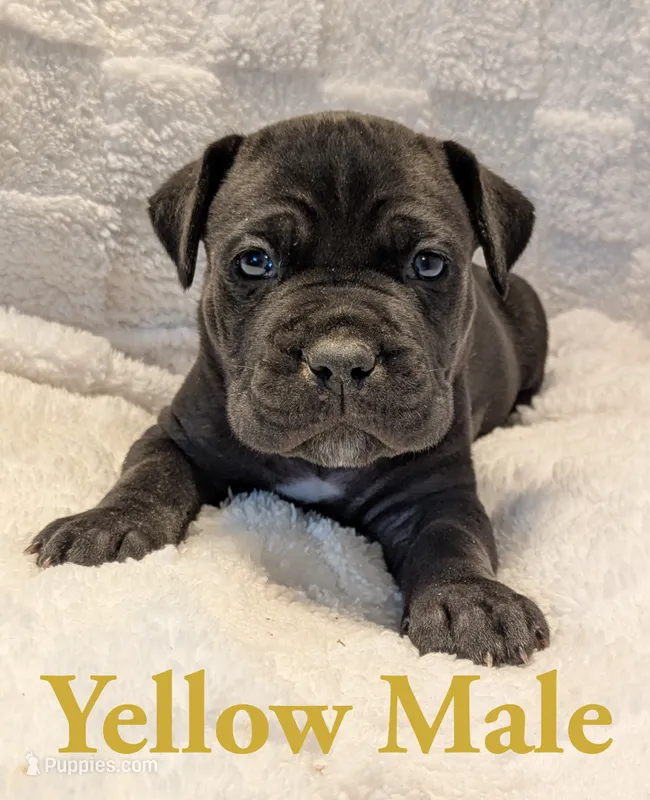 Yellow – Cane Corso puppy for sale in Schell City, MO