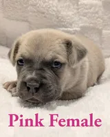  Pink , a female Cane Corso for sale in Schell City, MO – 2 of 10