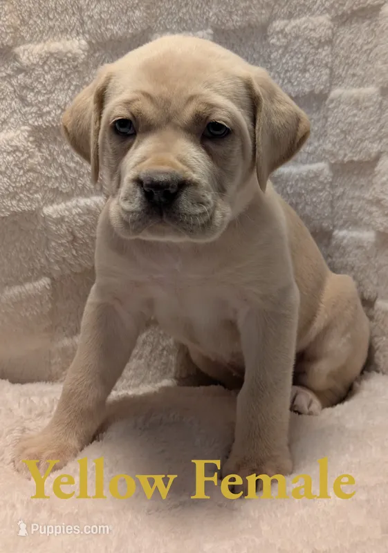 Yellow – Cane Corso puppy for sale in Schell City, MO