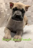 Lime Green , a female Cane Corso for sale in Schell City, MO – 5 of 9