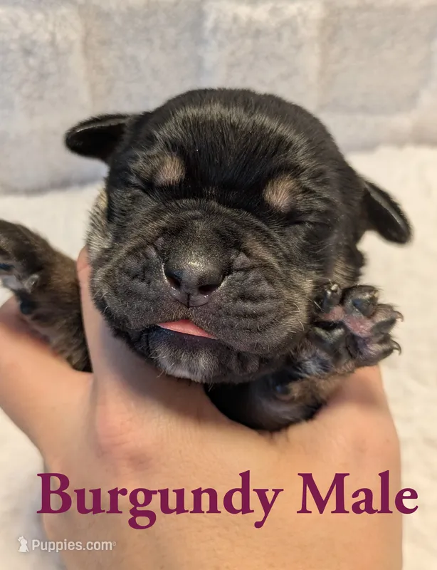 Burgundy – Cane Corso puppy for sale in Schell City, MO