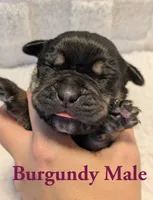 Burgundy, a male Cane Corso for sale in Schell City, MO – 1 of 8