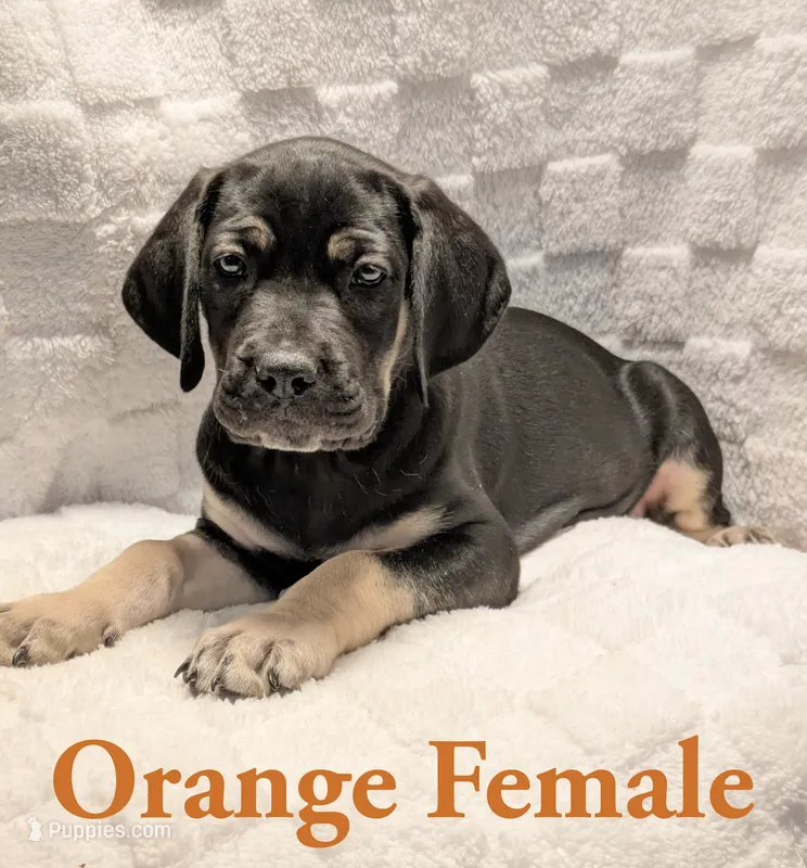 Orange  – Cane Corso puppy for sale in Schell City, MO