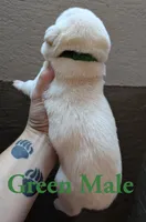 Green , a male Cane Corso for sale in Schell City, MO – 3 of 5