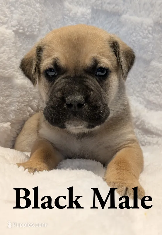 Black  – Cane Corso puppy for sale in Schell City, MO