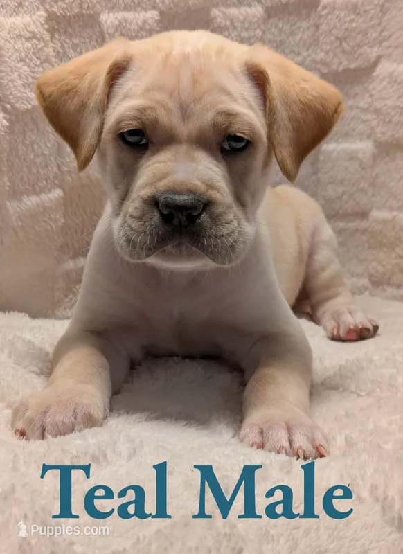 Teal – Cane Corso puppy for sale in Schell City, MO