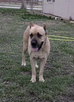 Red, a female Cane Corso for sale in Schell City, MO – 8 of 9