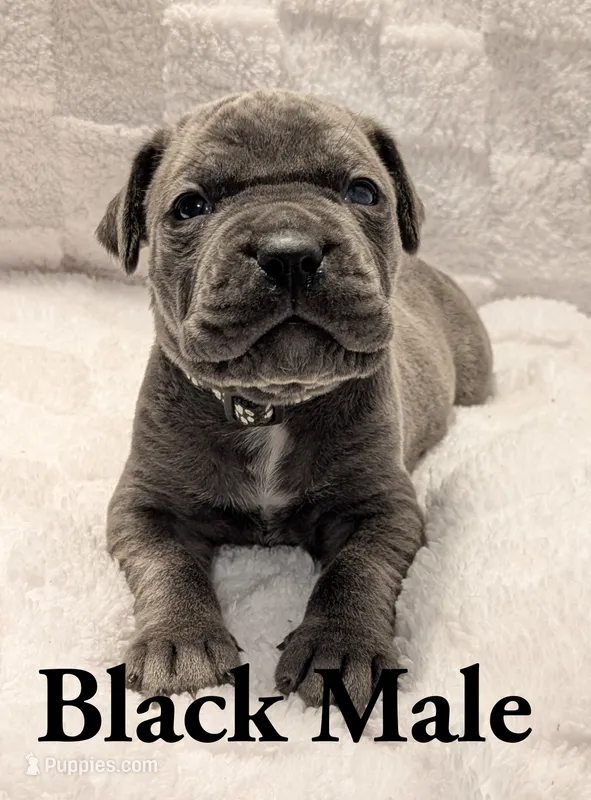 Black  – Cane Corso puppy for sale in Schell City, MO