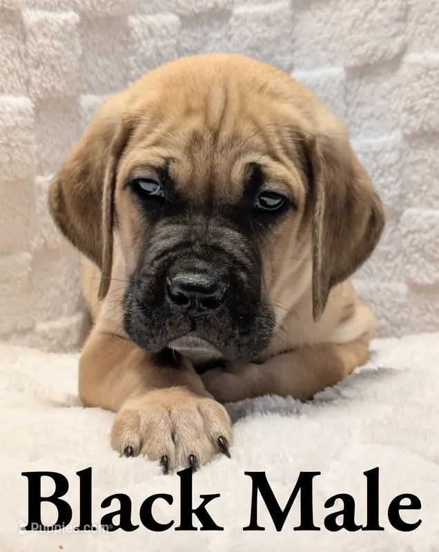 Black  – Cane Corso puppy for sale in Schell City, MO