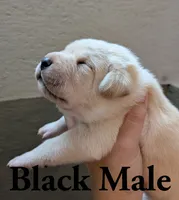 Black , a male Cane Corso for sale in Schell City, MO – 4 of 5