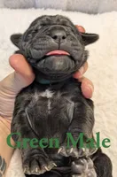 Green, a male Cane Corso for sale in Schell City, MO – 4 of 8