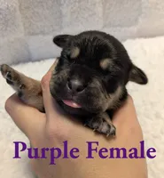 Purple , a female Cane Corso for sale in Schell City, MO – 2 of 8
