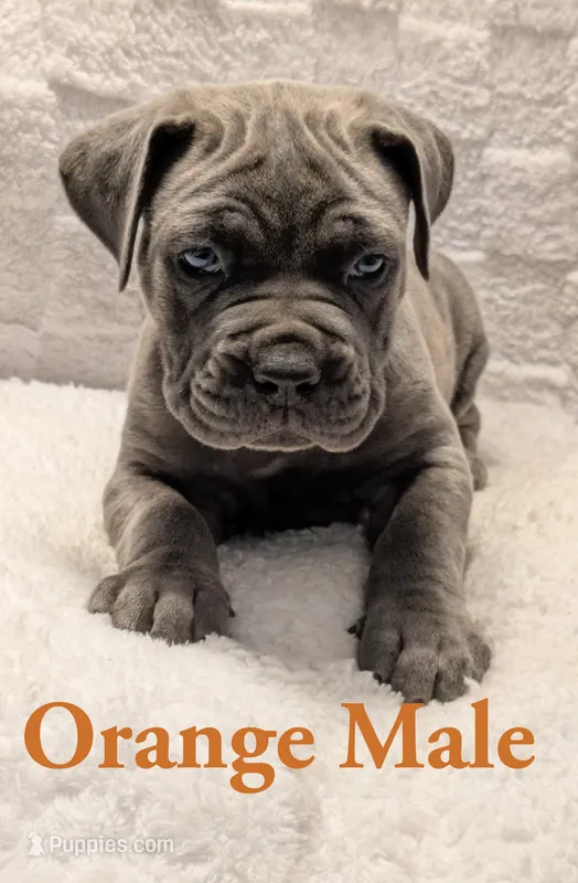 Orange  – Cane Corso puppy for sale in Schell City, MO