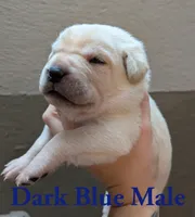 Dark Blue , a male Cane Corso for sale in Schell City, MO – 2 of 5