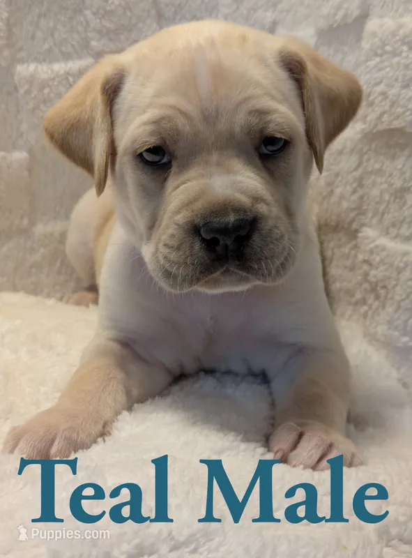 Teal – Cane Corso puppy for sale in Schell City, MO