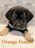Orange , a male Cane Corso for sale in Schell City, MO – 3 of 9
