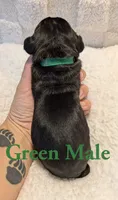 Green, a male Cane Corso for sale in Schell City, MO – 3 of 8