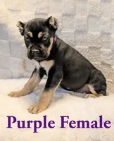 Purple , a female Cane Corso for sale in Schell City, MO – 5 of 9