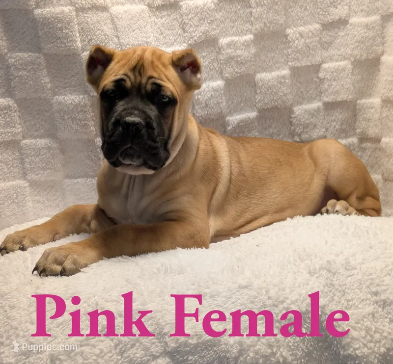 Dark Pink  – Cane Corso puppy for sale in Schell City, MO