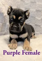 Purple , a female Cane Corso for sale in Schell City, MO – 4 of 9