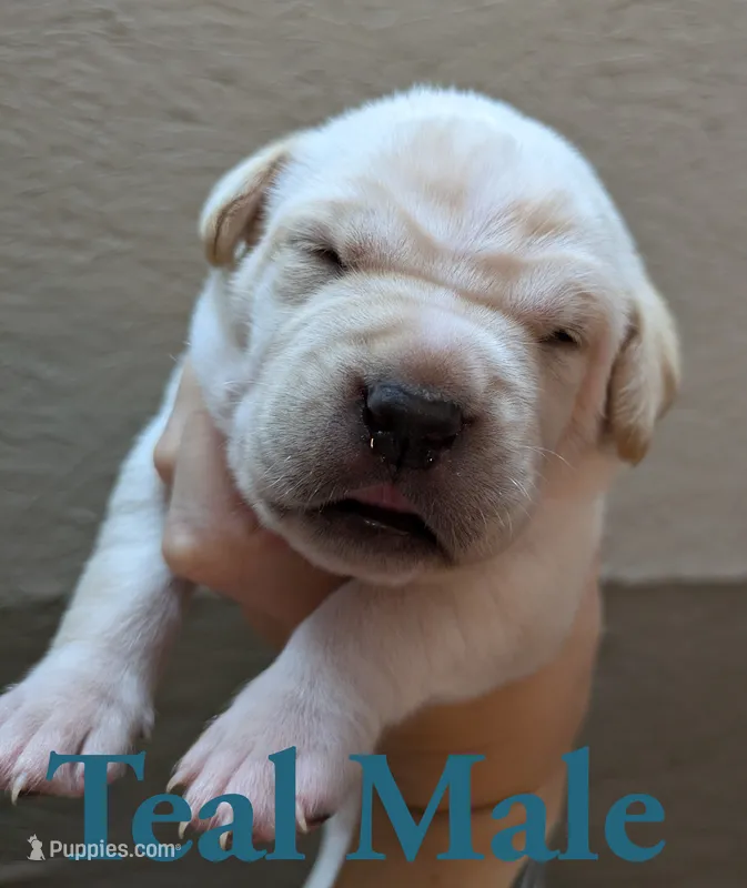 Teal – Cane Corso puppy for sale in Schell City, MO