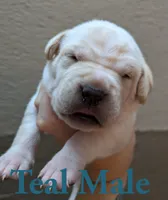 Teal, a male Cane Corso for sale in Schell City, MO – 1 of 5