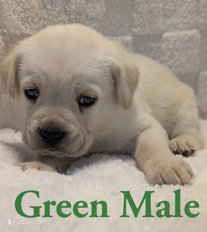 Green  – Cane Corso puppy for sale in Schell City, MO